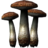 SR-icon-ingredient-Blisterwort.png